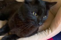 Schwarze Katze auf einem Sofa.