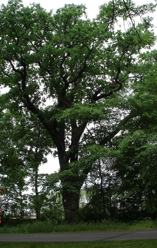 Naturdenkmal 5: Eiche (Quercus robur) auf der Ziesarer Landstraße