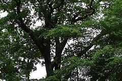 ND 5: Eiche (Quercus robur)