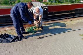 Reh wurde aus dem Schiff herausgeholt