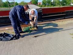 Reh wurde aus dem Schiff herausgeholt