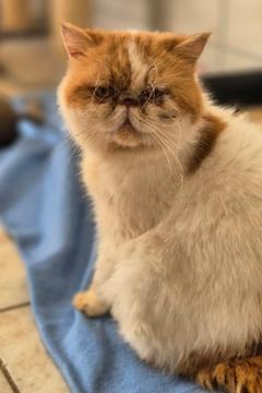 braun-weiße Perserkatze sitzt auf einer Decke