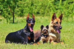 Drei Hunde auf der Wiese
