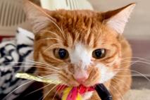 Oli spielt mit einem Spielzeug.