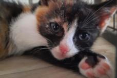 weiß getigerte Katze kuschelt mit ihrem Arm.
