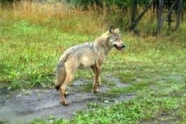 Näherrücken des Wolfs