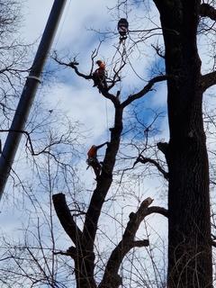 Baumfällung mit Baukran und Seiltechnik.