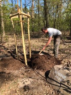 Stephan Senk, städtischer Forstwirt, bei der Pflanzung Foto: Stadtforst