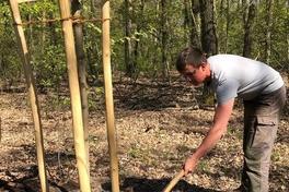 Baum des Jahres 2020, die Robinie, gepflanzt