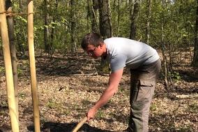 Baum des Jahres 2020, die Robinie, gepflanzt