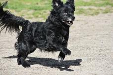 rennender schwarzer Hund