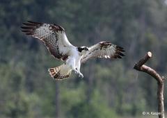 Fischadler,   Foto: H. Kasper