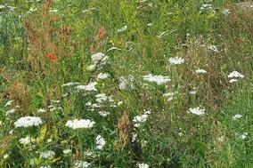 Blumenwiese