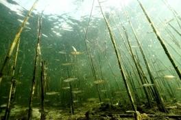 12. Ökofilmtour – Brandenburger Festival des Umwelt- und Naturfilms 2017  im Krugpark