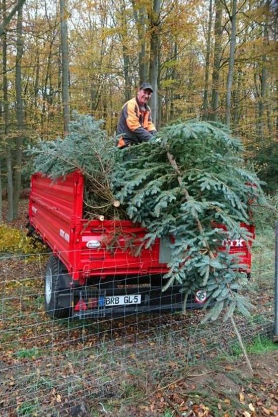 500 Bäume für den Weihnachtsmarkt aus dem Brandenburger Stadtwald