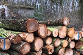 Brennholz aus dem Stadtwald zum selbst Spalten