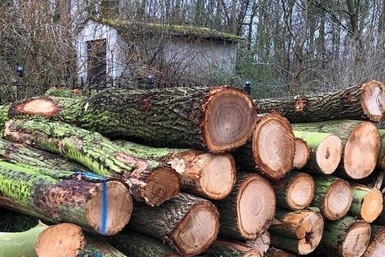 Brennholz aus dem Stadtwald zum selbst Spalten
