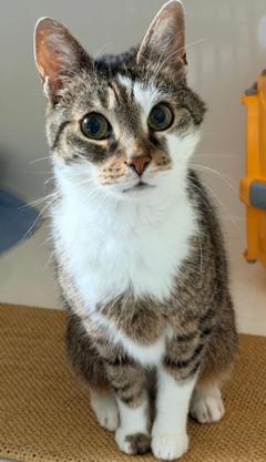 weiß-braun-getigerte Katze.