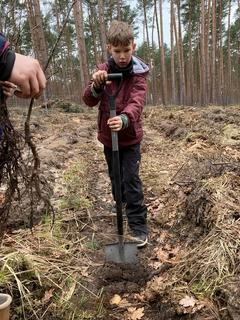 Phil bereitet den Waldboden auf das Einpflanzen vor.