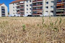 Die Folgen der Hitze und des Wassermangels sind vielerorts sichtbar.