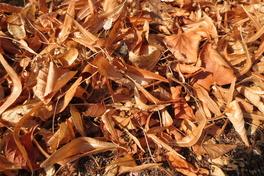 Herbstzeit – Zeit der Laubbeseitigung