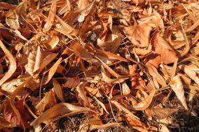 Herbstzeit – Zeit der Laubbeseitigung