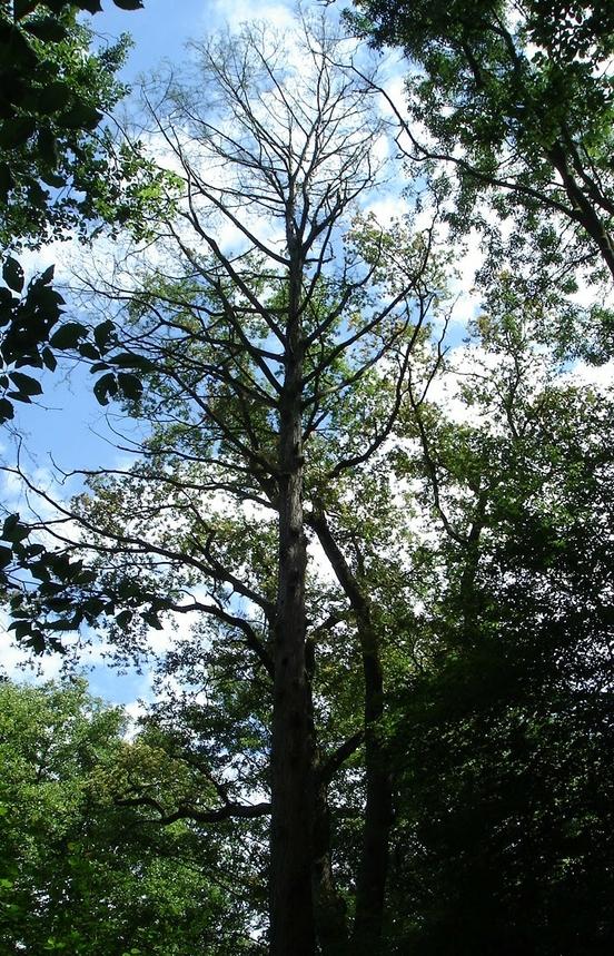 Naturdenkmal 26: Sumpfzypresse (Taxodium distichum) am Sandfurthgraben