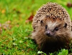 Ein Igel im Garten.