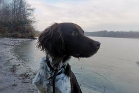 Jagdhund