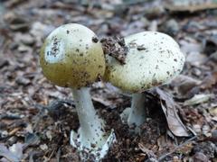 Helle Pilze auf Erdboden