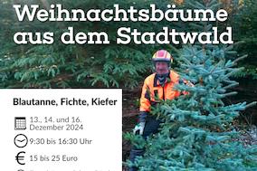 Weihnachtsbäume im Wald
