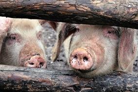 Schweine