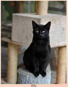 schwarzer Kater Billy.