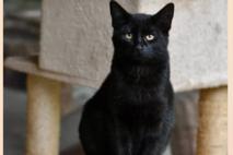 schwarzer Kater Billy.