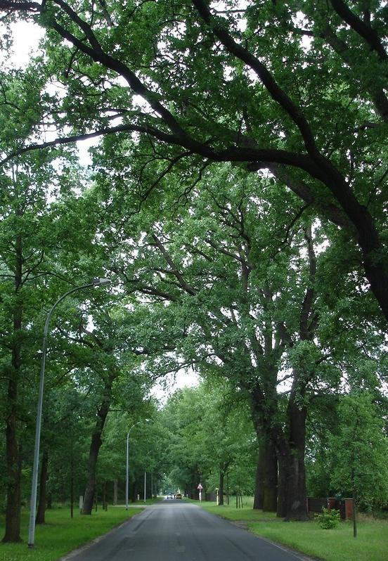 Naturdenkmal 20: Eichenallee (Quercus robur) amSchmöllner Weg