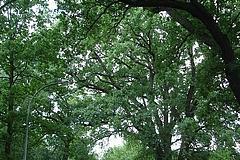 ND 20: Eichenallee (Quercus robur)