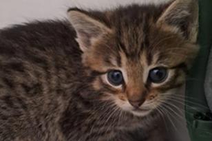 grau-weiß-getigerte Babykatze.
