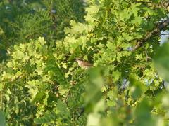 Ein Vogel im Baum