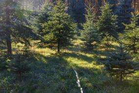Weihnachtsbäume im Wald