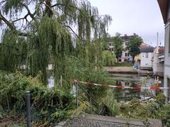 Baum mit abgebrochenen Ästen an der Jahrtausendbrücke