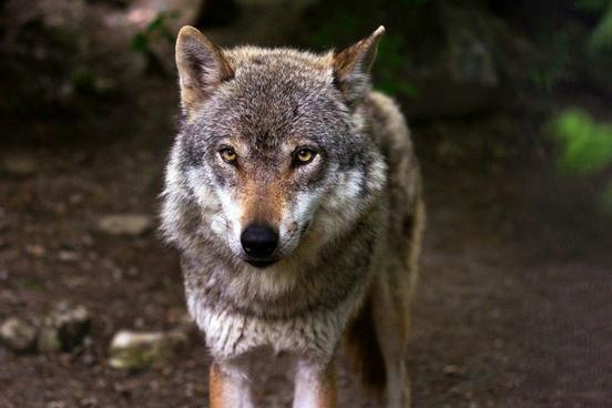 Bild eines Wolfs. Quelle: pixabay.com