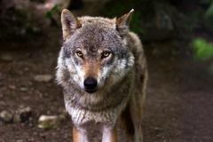 Bild eines Wolfs. Quelle: pixabay.com