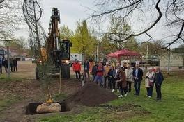 Beim eingraben der neuen Sumpfzypresse