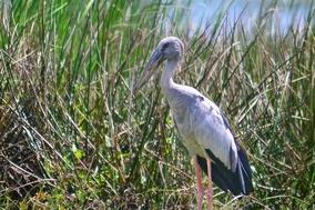 Natur und Tiere