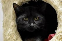 schwarzer Kater Bo streckt seine Pfote aus dem Katzenhaus.