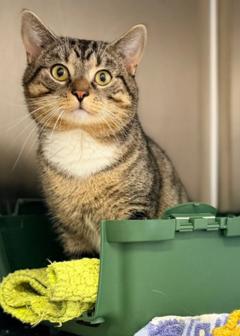 weiß-grau-schwarz getigerter Kater.