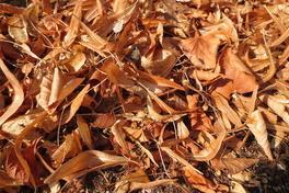 Aufstellung von Containern zur Laubsammlung von Straßenbäumen vom 25.11. bis 20.12.2019