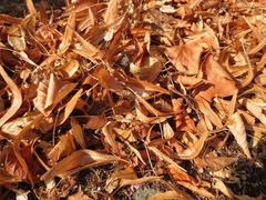 Die Entsorgung von Straßenlaub insbesondere dort, wo ein sehr hoher Laubanfall von Straßenbäumen besteht, soll durch Laubcontainer erleichtert werden.