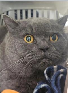 British Kurzhaar Kater schaut ängstlich.