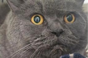 British Kurzhaar Kater schaut ängstlich.